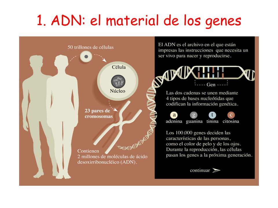 1. ADN: el material de los genes