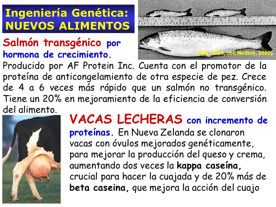 Ingeniería Genética: NUEVOS ALIMENTOS. Salmón transgénico por. hormona de crecimiento.