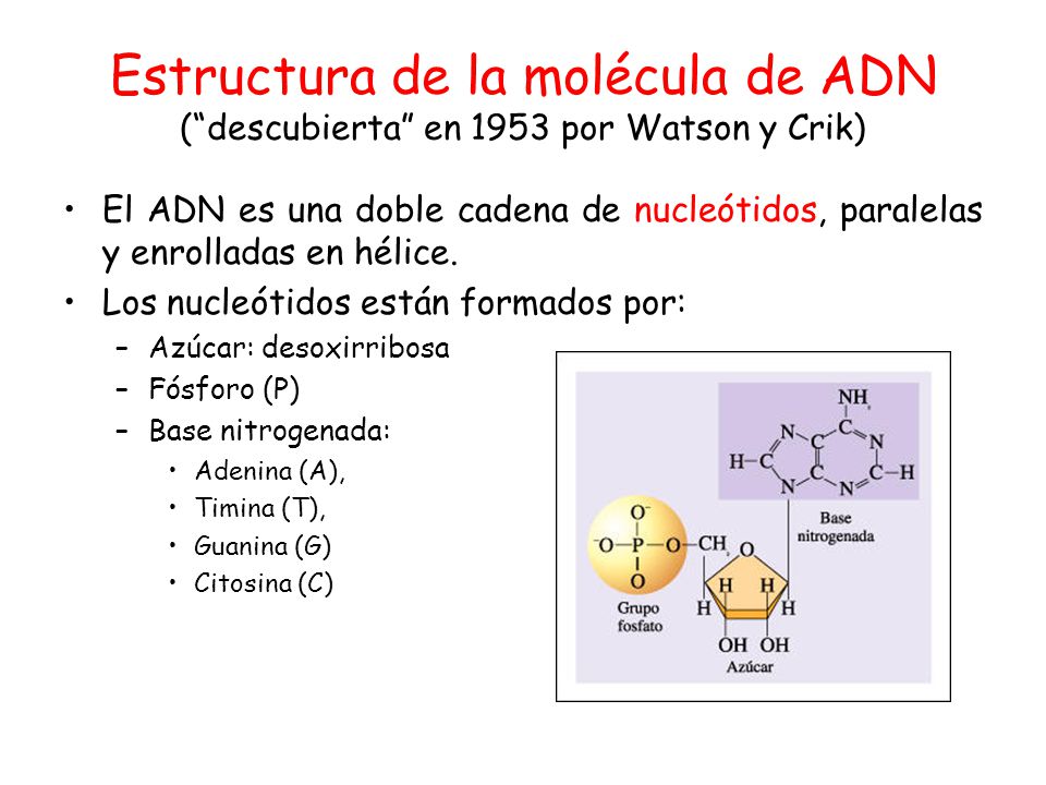 Estructura de la molécula de ADN ( descubierta en 1953 por Watson y Crik)
