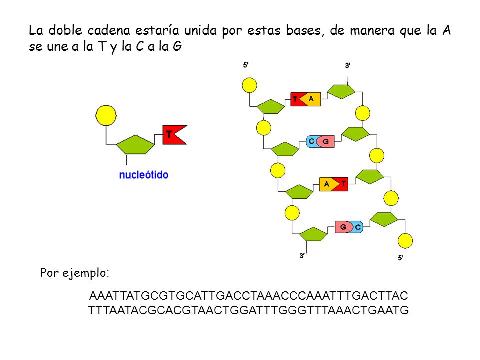 La doble cadena estaría unida por estas bases, de manera que la A se une a la T y la C a la G