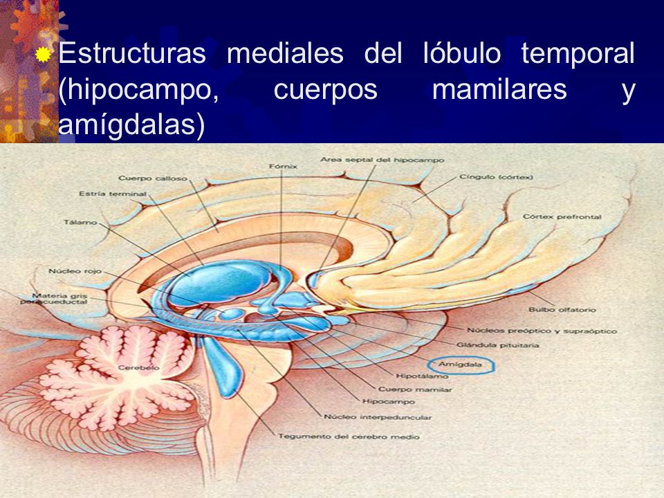 Estructuras mediales del lóbulo temporal (hipocampo, cuerpos mamilares y amígdalas)