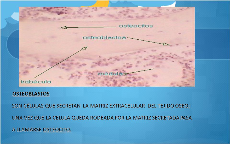 SON CÉLULAS QUE SECRETAN LA MATRIZ EXTRACELULAR DEL TEJIDO OSEO;