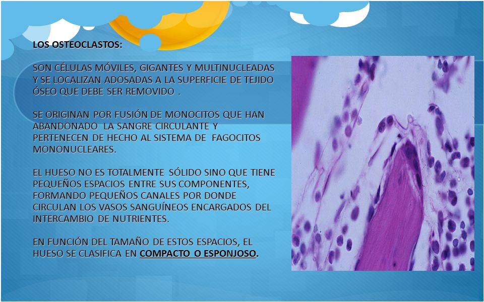 LOS OSTEOCLASTOS: SON CÉLULAS MÓVILES, GIGANTES Y MULTINUCLEADAS Y SE LOCALIZAN ADOSADAS A LA SUPERFICIE DE TEJIDO ÓSEO QUE DEBE SER REMOVIDO .