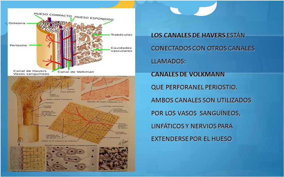 LOS CANALES DE HAVERS ESTÁN CONECTADOS CON OTROS CANALES LLAMADOS: CANALES DE VOLKMANN QUE PERFORANEL PERIOSTIO.