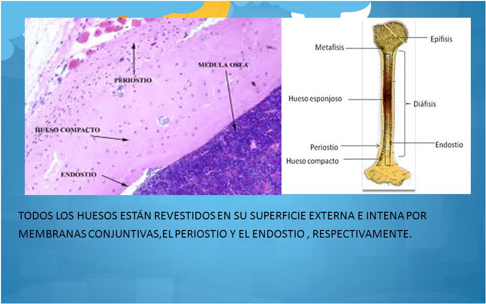 TODOS LOS HUESOS ESTÁN REVESTIDOS EN SU SUPERFICIE EXTERNA E INTENA POR
