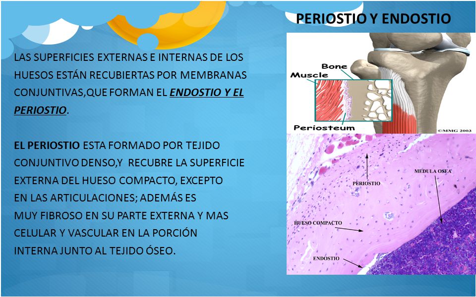 PERIOSTIO Y ENDOSTIO LAS SUPERFICIES EXTERNAS E INTERNAS DE LOS