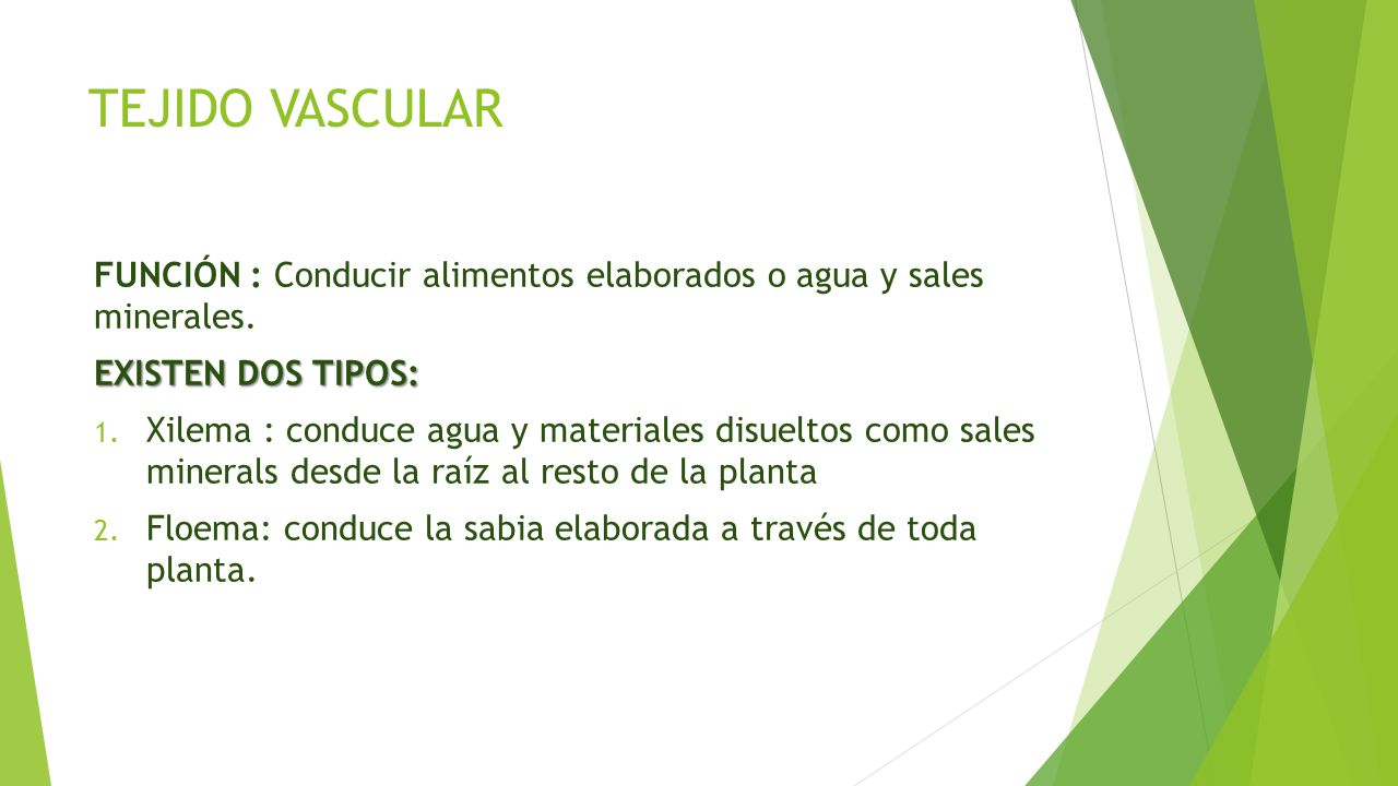 TEJIDO VASCULAR FUNCIÓN : Conducir alimentos elaborados o agua y sales minerales. EXISTEN DOS TIPOS: