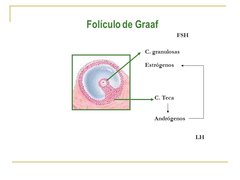 Folículo de Graaf FSH C. granulosas Estrógenos C. Teca Andrógenos LH
