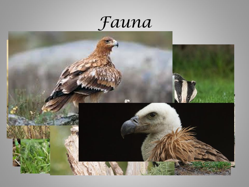 Fauna Herbívoros que comen frutos de los árboles (Bellotas, olivas, etc.) Carnívoros depredadores de esos herbívoros