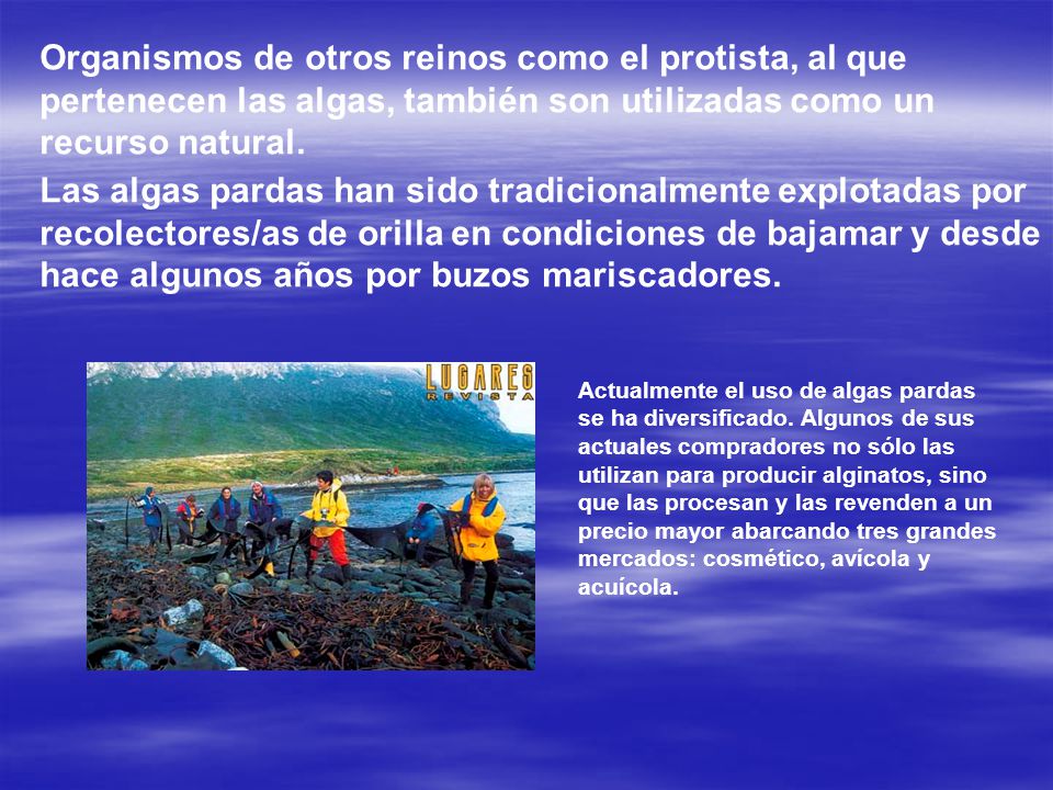 Organismos de otros reinos como el protista, al que pertenecen las algas, también son utilizadas como un recurso natural.