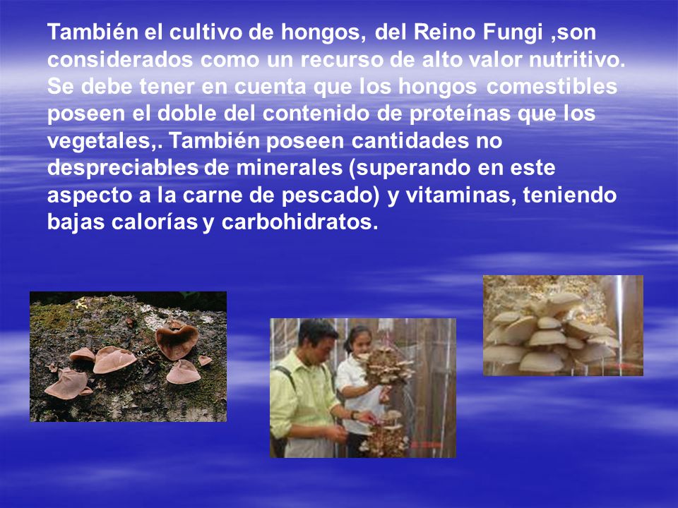 También el cultivo de hongos, del Reino Fungi ,son considerados como un recurso de alto valor nutritivo.