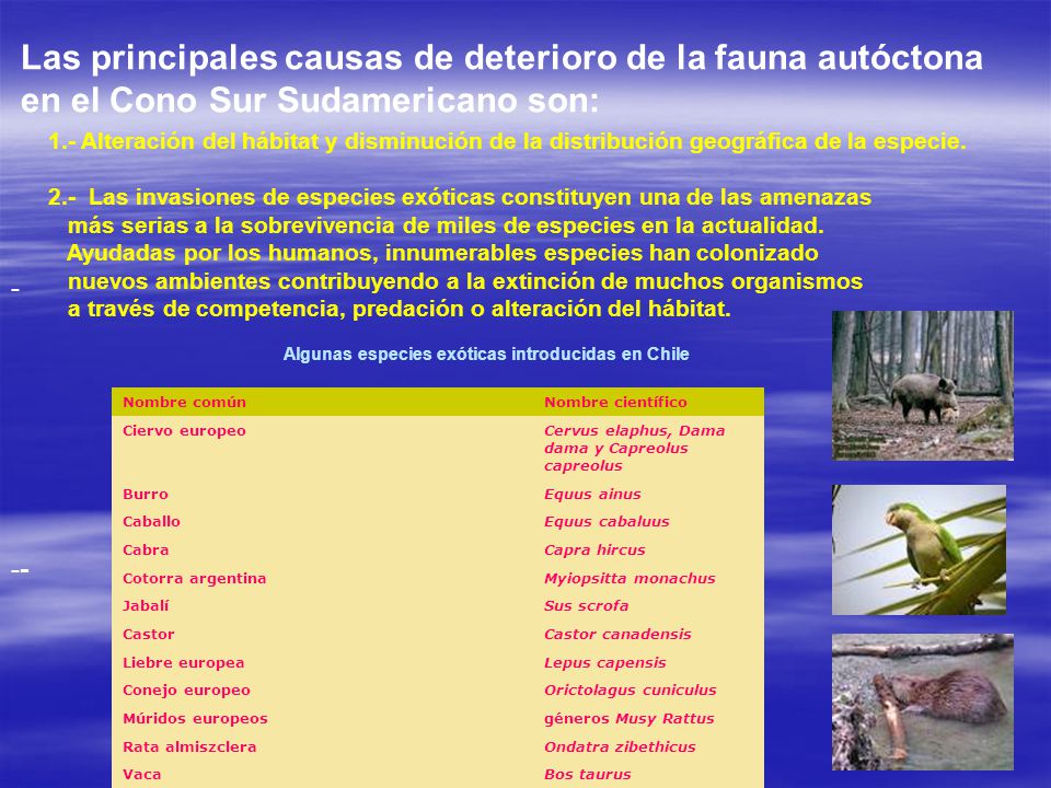 Las principales causas de deterioro de la fauna autóctona