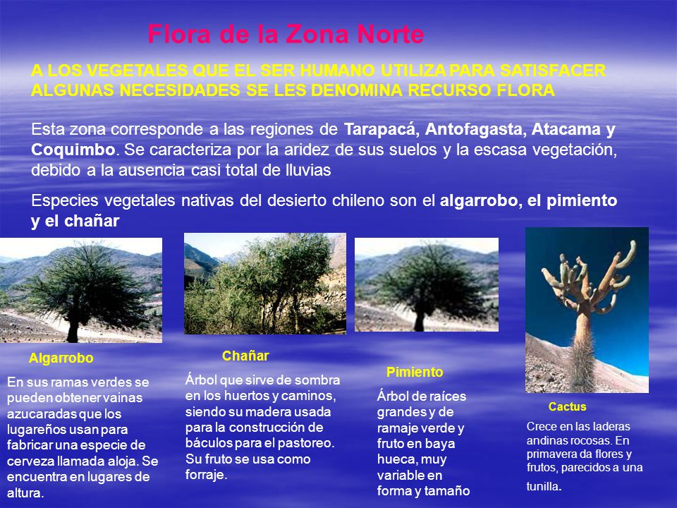 Flora de la Zona Norte A LOS VEGETALES QUE EL SER HUMANO UTILIZA PARA SATISFACER ALGUNAS NECESIDADES SE LES DENOMINA RECURSO FLORA.
