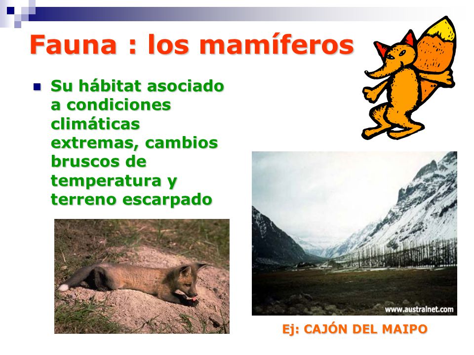 Fauna : los mamíferos Su hábitat asociado a condiciones climáticas extremas, cambios bruscos de temperatura y terreno escarpado.