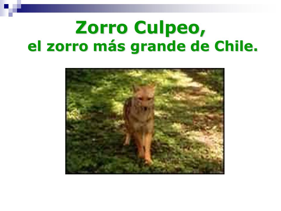 Zorro Culpeo, el zorro más grande de Chile.