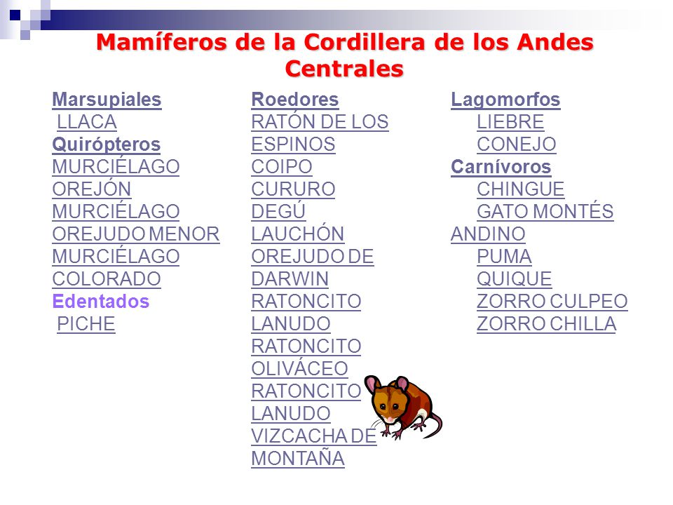 Mamíferos de la Cordillera de los Andes Centrales