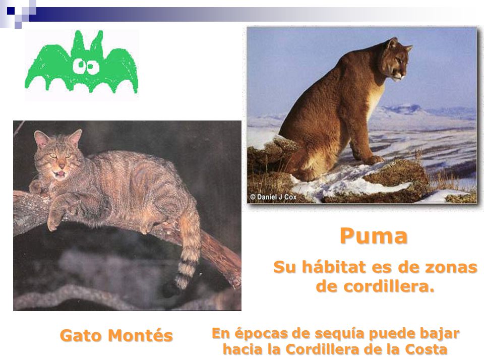 Puma Su hábitat es de zonas de cordillera. Gato Montés