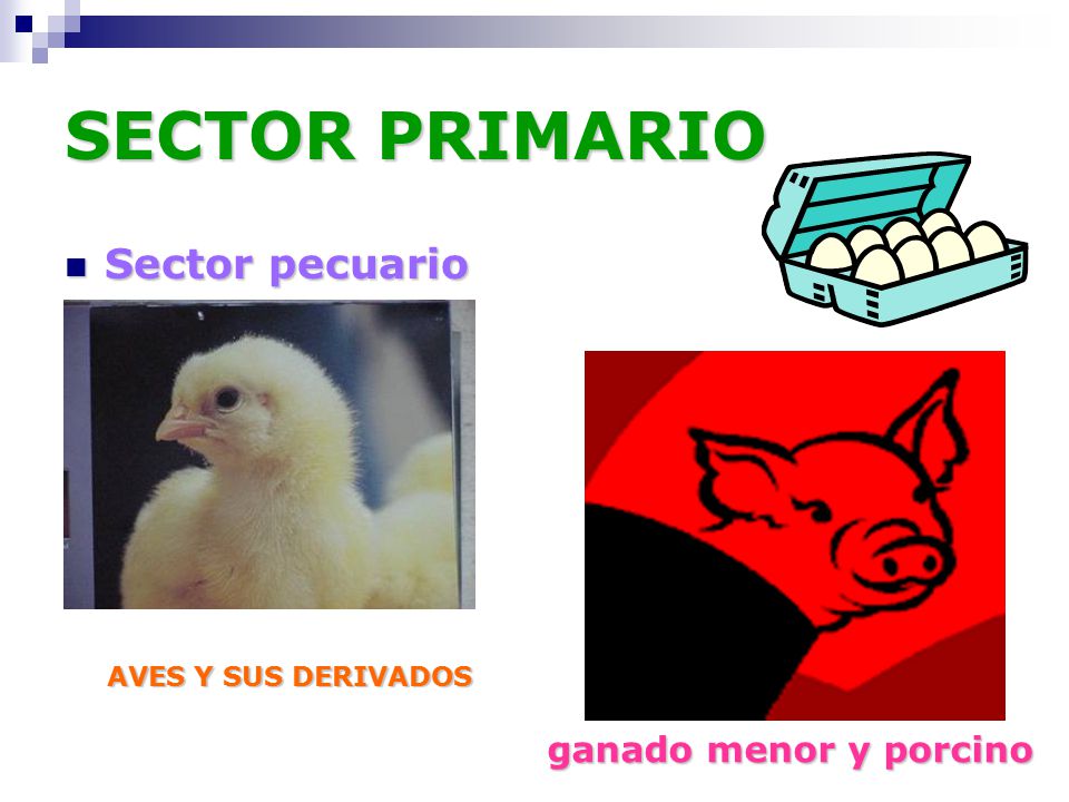 SECTOR PRIMARIO Sector pecuario ganado menor y porcino