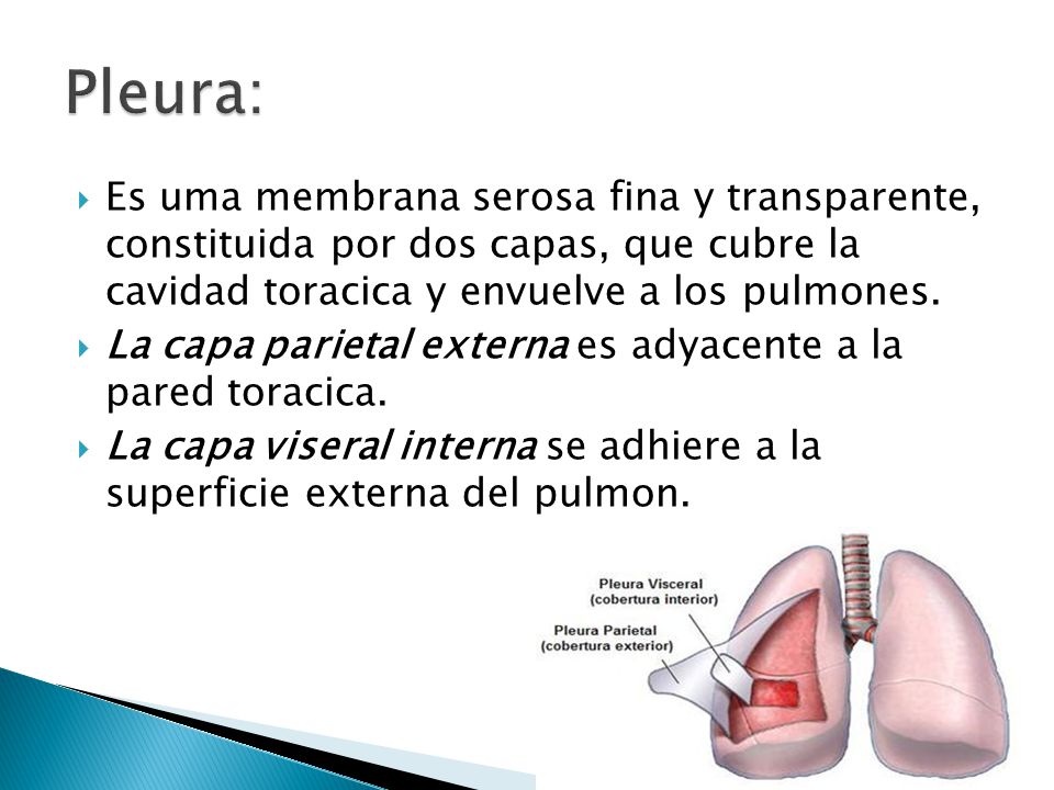 Pleura: Es uma membrana serosa fina y transparente, constituida por dos capas, que cubre la cavidad toracica y envuelve a los pulmones.
