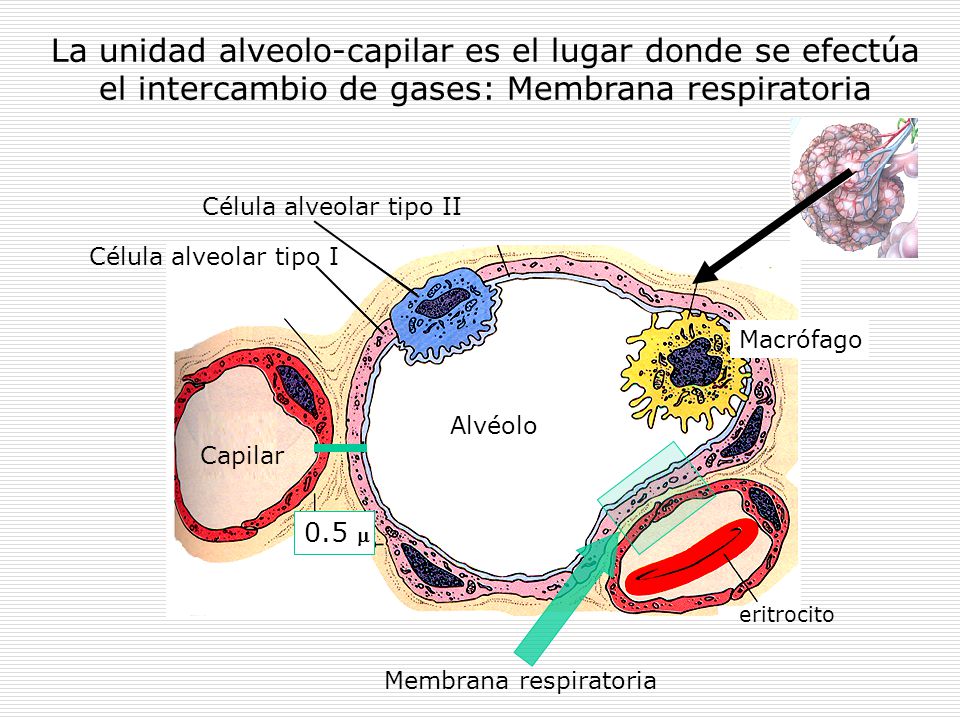 La unidad alveolo-capilar es el lugar donde se efectúa el intercambio de gases: Membrana respiratoria