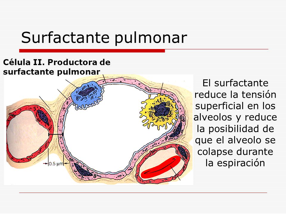 Surfactante pulmonar Célula II. Productora de. surfactante pulmonar.