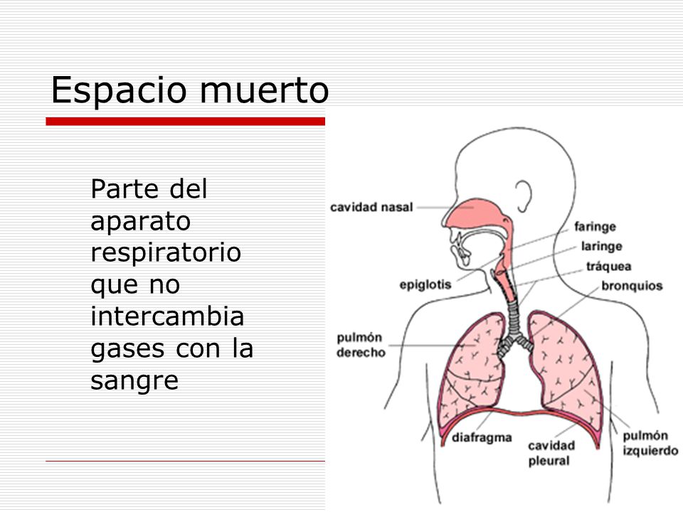 Espacio muerto Parte del aparato respiratorio que no intercambia gases con la sangre