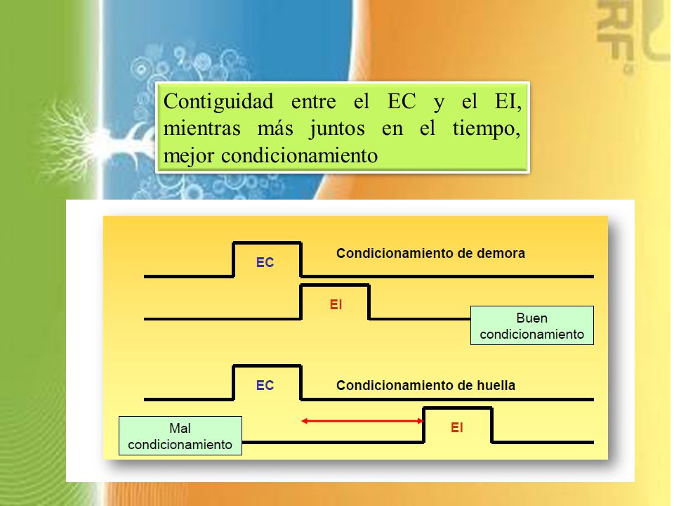Contiguidad entre el EC y el EI, mientras más juntos en el tiempo, mejor condicionamiento