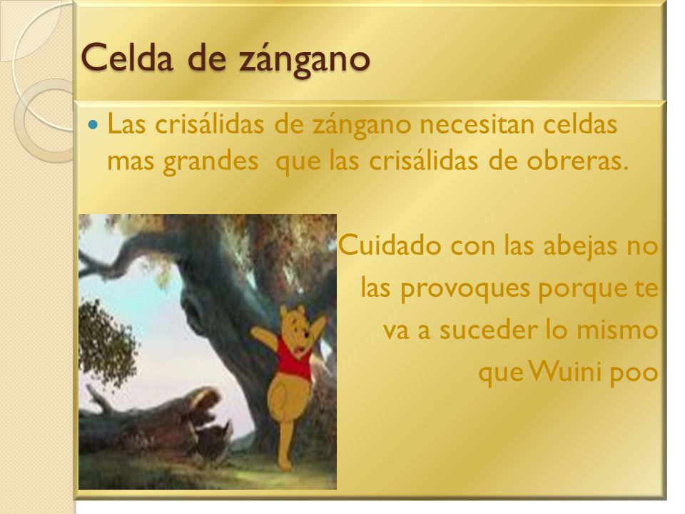 Celda de zángano Las crisálidas de zángano necesitan celdas mas grandes que las crisálidas de obreras.