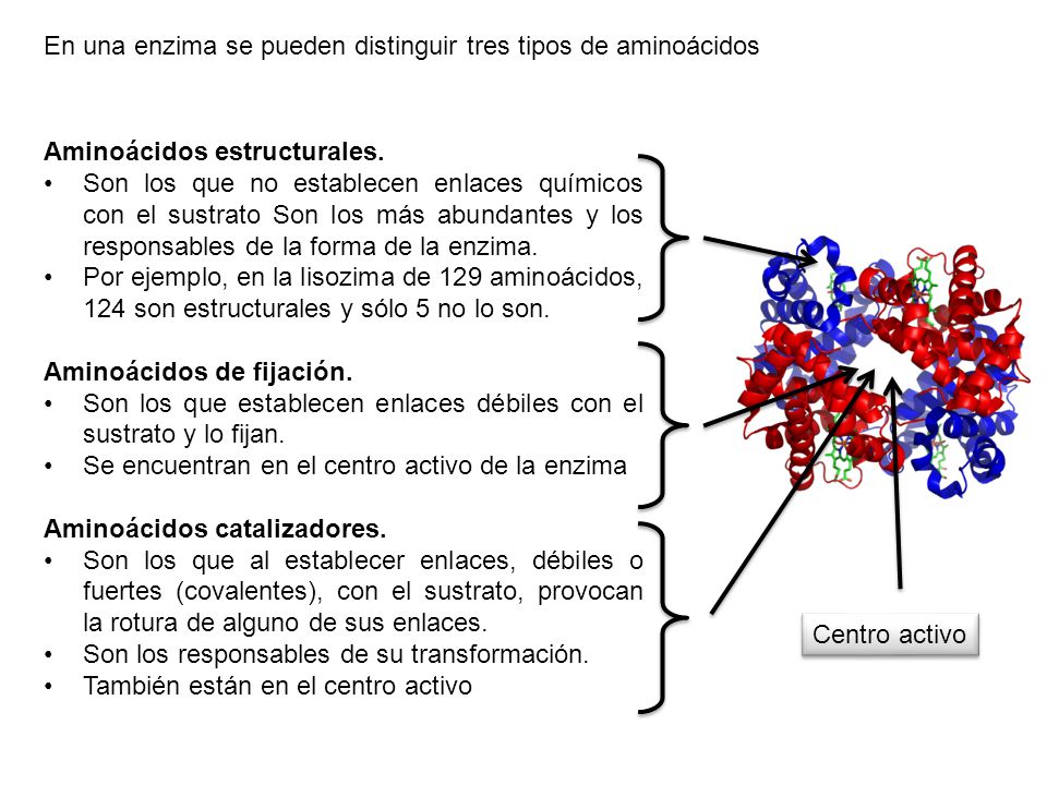 En una enzima se pueden distinguir tres tipos de aminoácidos