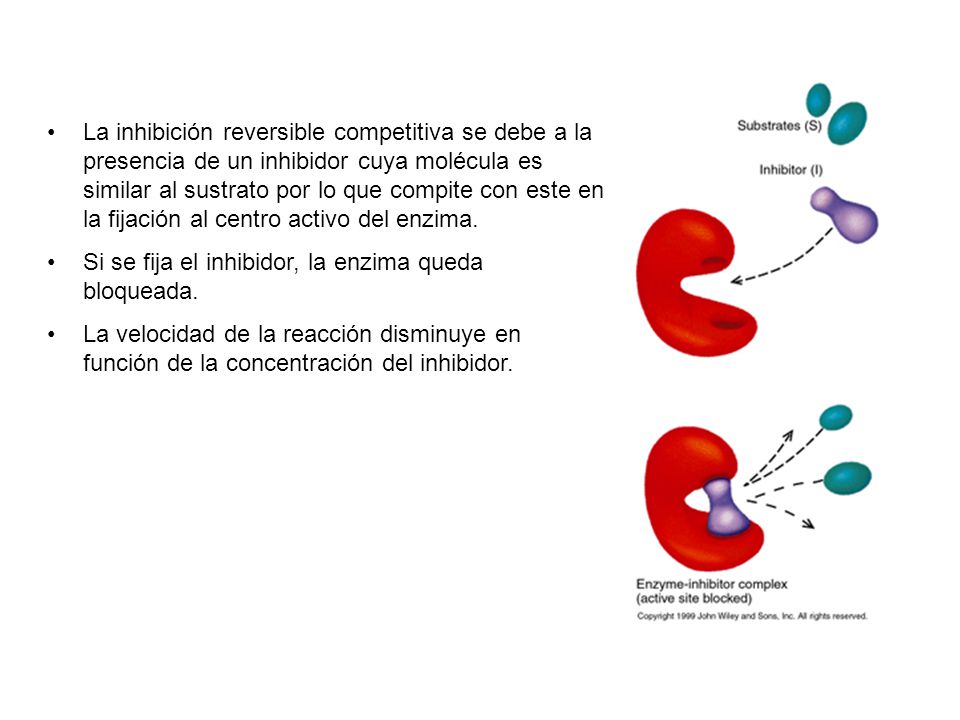 La inhibición reversible competitiva se debe a la presencia de un inhibidor cuya molécula es similar al sustrato por lo que compite con este en la fijación al centro activo del enzima.