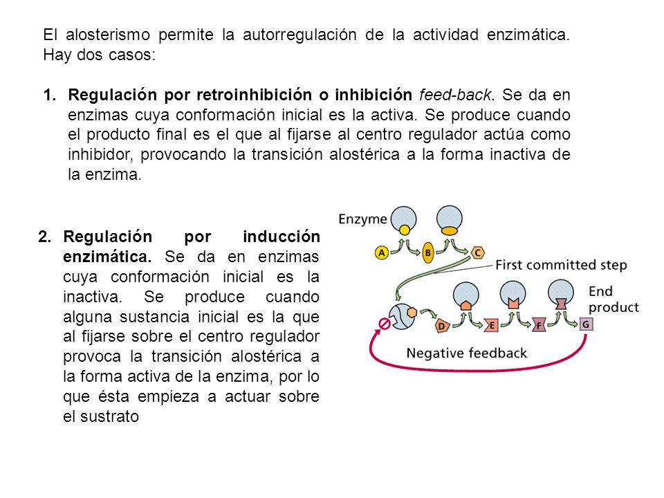 El alosterismo permite la autorregulación de la actividad enzimática