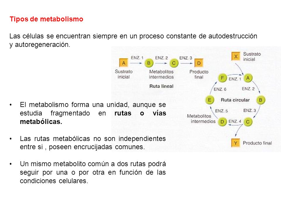 Tipos de metabolismo Las células se encuentran siempre en un proceso constante de autodestrucción y autoregeneración.
