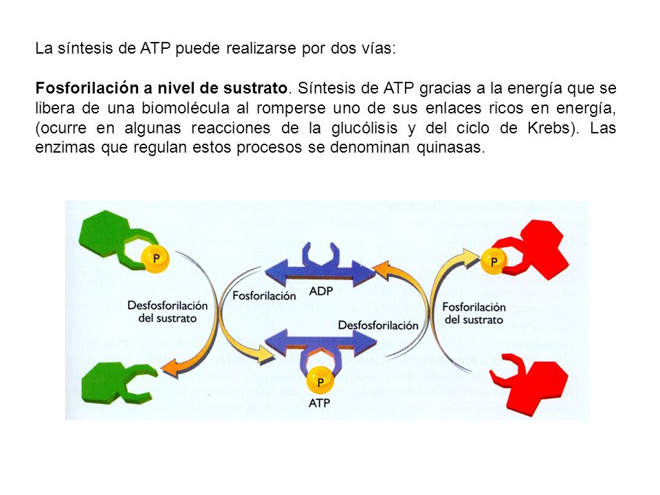 La síntesis de ATP puede realizarse por dos vías: