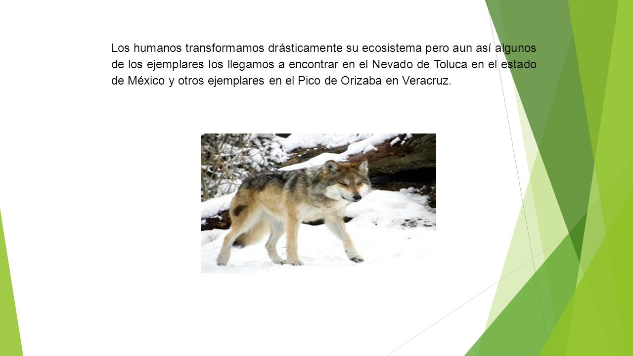 Los humanos transformamos drásticamente su ecosistema pero aun así algunos de los ejemplares los llegamos a encontrar en el Nevado de Toluca en el estado de México y otros ejemplares en el Pico de Orizaba en Veracruz.