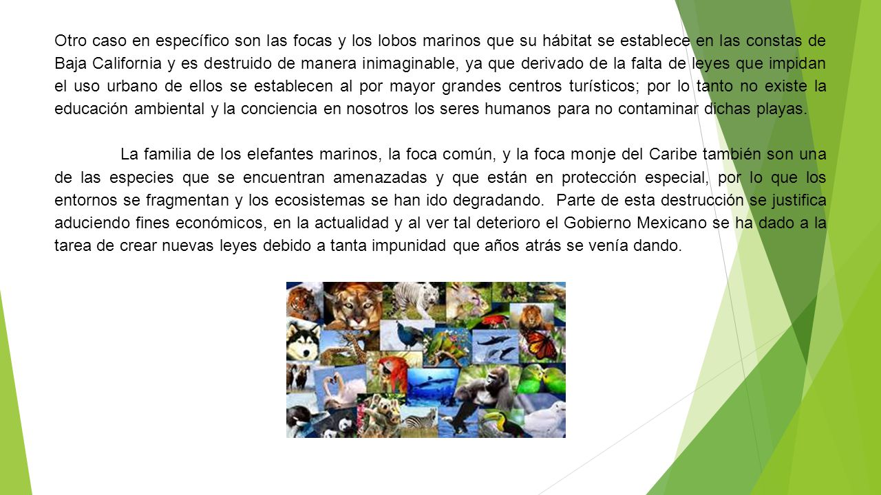 Otro caso en específico son las focas y los lobos marinos que su hábitat se establece en las constas de Baja California y es destruido de manera inimaginable, ya que derivado de la falta de leyes que impidan el uso urbano de ellos se establecen al por mayor grandes centros turísticos; por lo tanto no existe la educación ambiental y la conciencia en nosotros los seres humanos para no contaminar dichas playas.