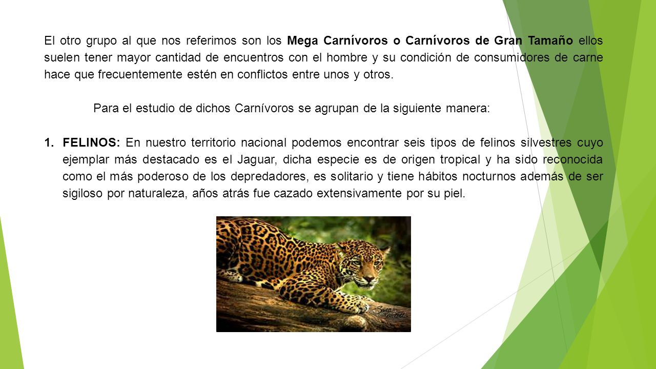 El otro grupo al que nos referimos son los Mega Carnívoros o Carnívoros de Gran Tamaño ellos suelen tener mayor cantidad de encuentros con el hombre y su condición de consumidores de carne hace que frecuentemente estén en conflictos entre unos y otros.