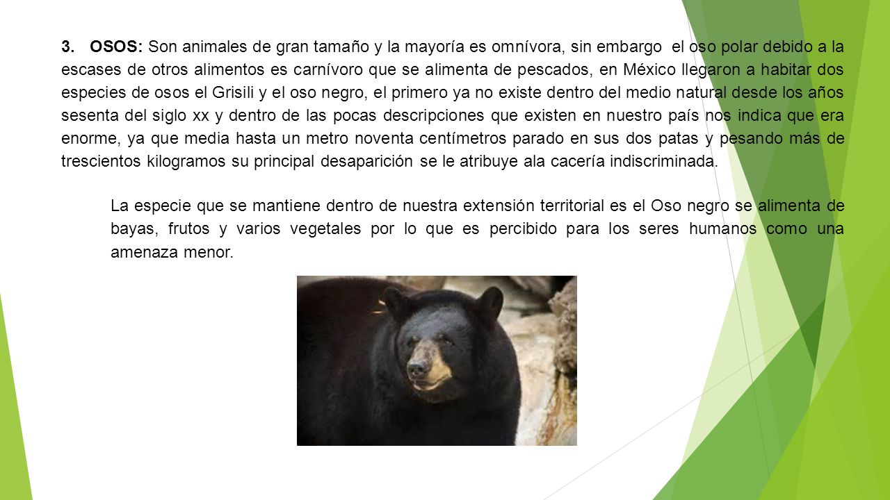 3. OSOS: Son animales de gran tamaño y la mayoría es omnívora, sin embargo el oso polar debido a la escases de otros alimentos es carnívoro que se alimenta de pescados, en México llegaron a habitar dos especies de osos el Grisili y el oso negro, el primero ya no existe dentro del medio natural desde los años sesenta del siglo xx y dentro de las pocas descripciones que existen en nuestro país nos indica que era enorme, ya que media hasta un metro noventa centímetros parado en sus dos patas y pesando más de trescientos kilogramos su principal desaparición se le atribuye ala cacería indiscriminada.