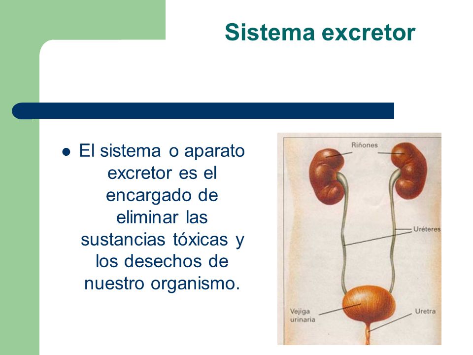 Sistema excretor El sistema o aparato excretor es el encargado de eliminar las sustancias tóxicas y los desechos de nuestro organismo.