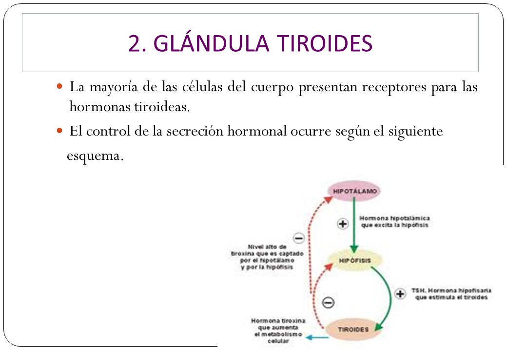 2. GLÁNDULA TIROIDES La mayoría de las células del cuerpo presentan receptores para las hormonas tiroideas.