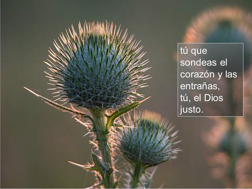 tú que sondeas el corazón y las entrañas, tú, el Dios justo.