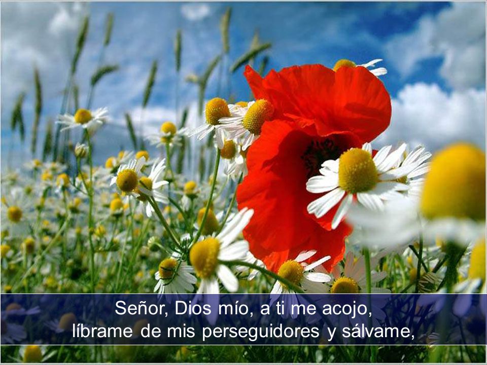 Señor, Dios mío, a ti me acojo, líbrame de mis perseguidores y sálvame,