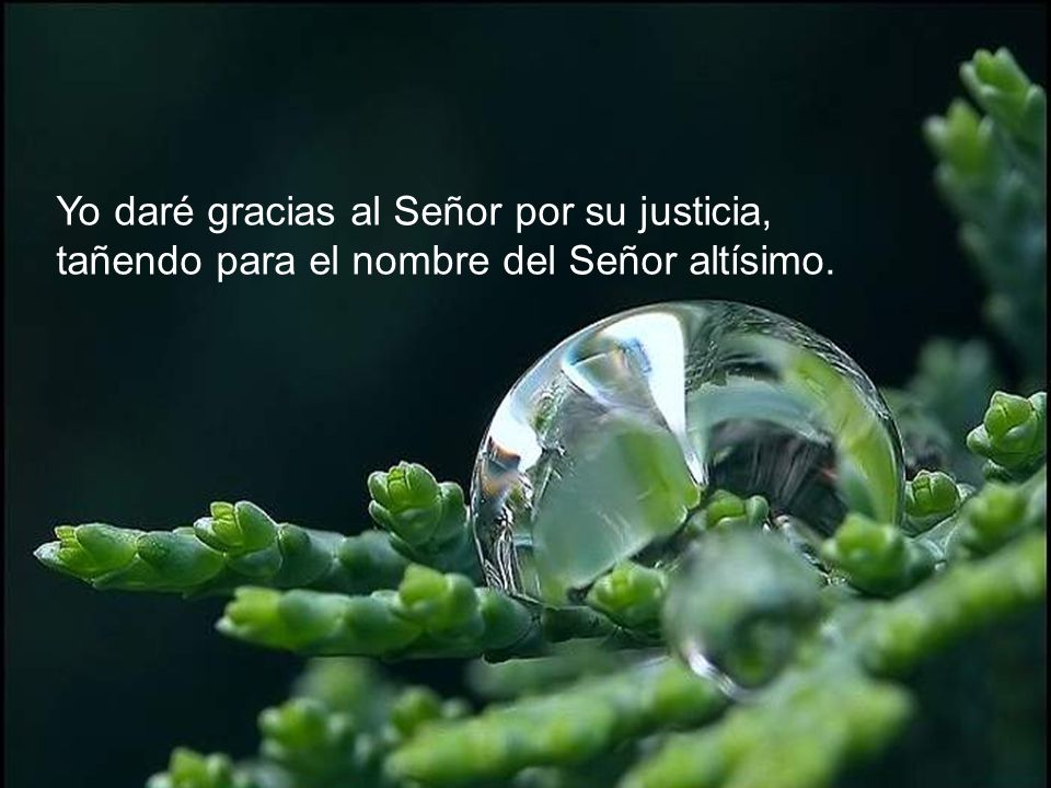 Yo daré gracias al Señor por su justicia, tañendo para el nombre del Señor altísimo.