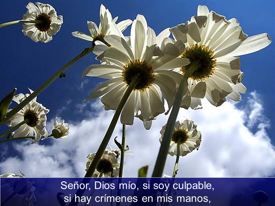 Señor, Dios mío, si soy culpable, si hay crímenes en mis manos,