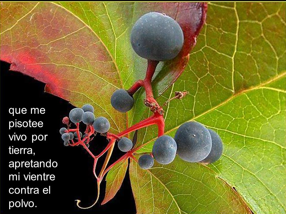 que me pisotee vivo por tierra, apretando mi vientre contra el polvo.