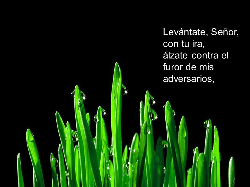 Levántate, Señor, con tu ira, álzate contra el furor de mis adversarios,