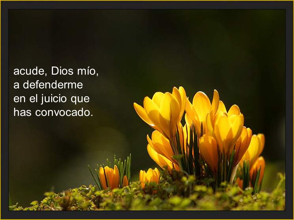 acude, Dios mío, a defenderme en el juicio que has convocado.