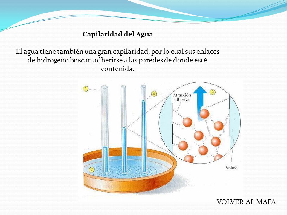 El agua tiene también una gran capilaridad, por lo cual sus enlaces