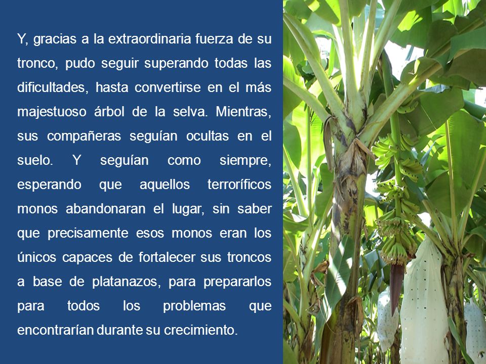 Y, gracias a la extraordinaria fuerza de su tronco, pudo seguir superando todas las dificultades, hasta convertirse en el más majestuoso árbol de la selva.
