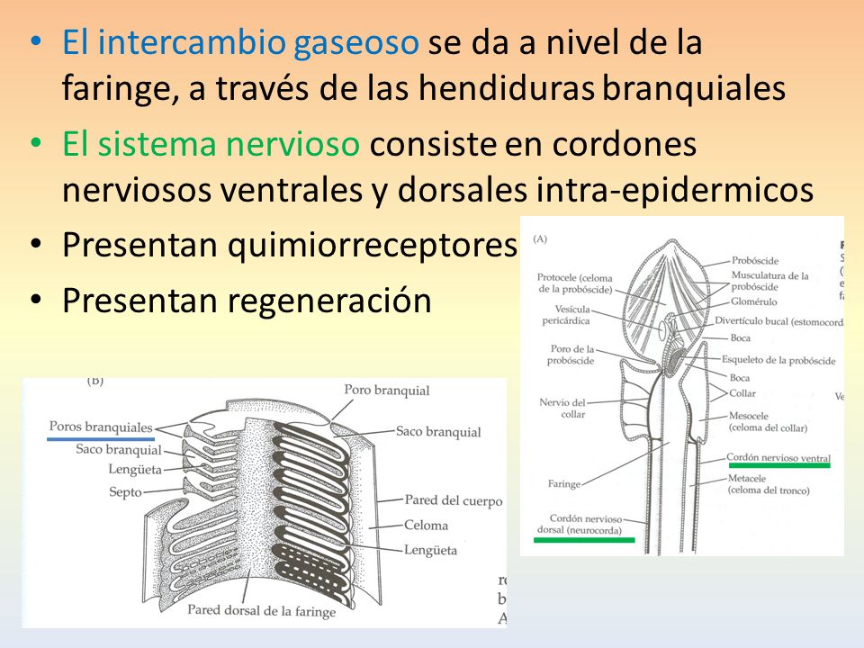 El intercambio gaseoso se da a nivel de la faringe, a través de las hendiduras branquiales