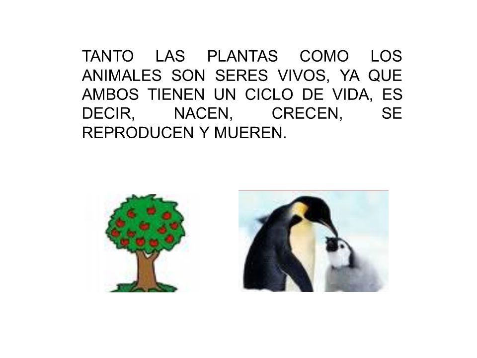 TANTO LAS PLANTAS COMO LOS ANIMALES SON SERES VIVOS, YA QUE AMBOS TIENEN UN CICLO DE VIDA, ES DECIR, NACEN, CRECEN, SE REPRODUCEN Y MUEREN.